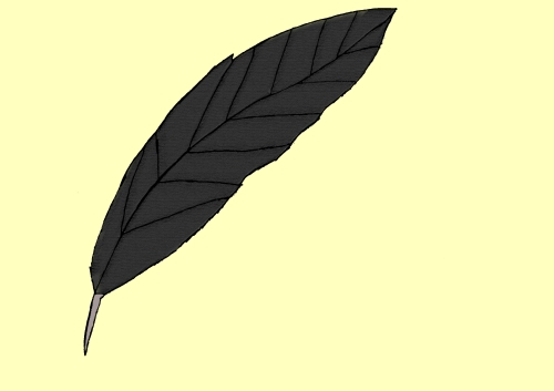 bird_feather